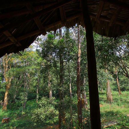 Tall Trees - Modern Forest Villa In Wayanad Салтэн-Батери Экстерьер фото