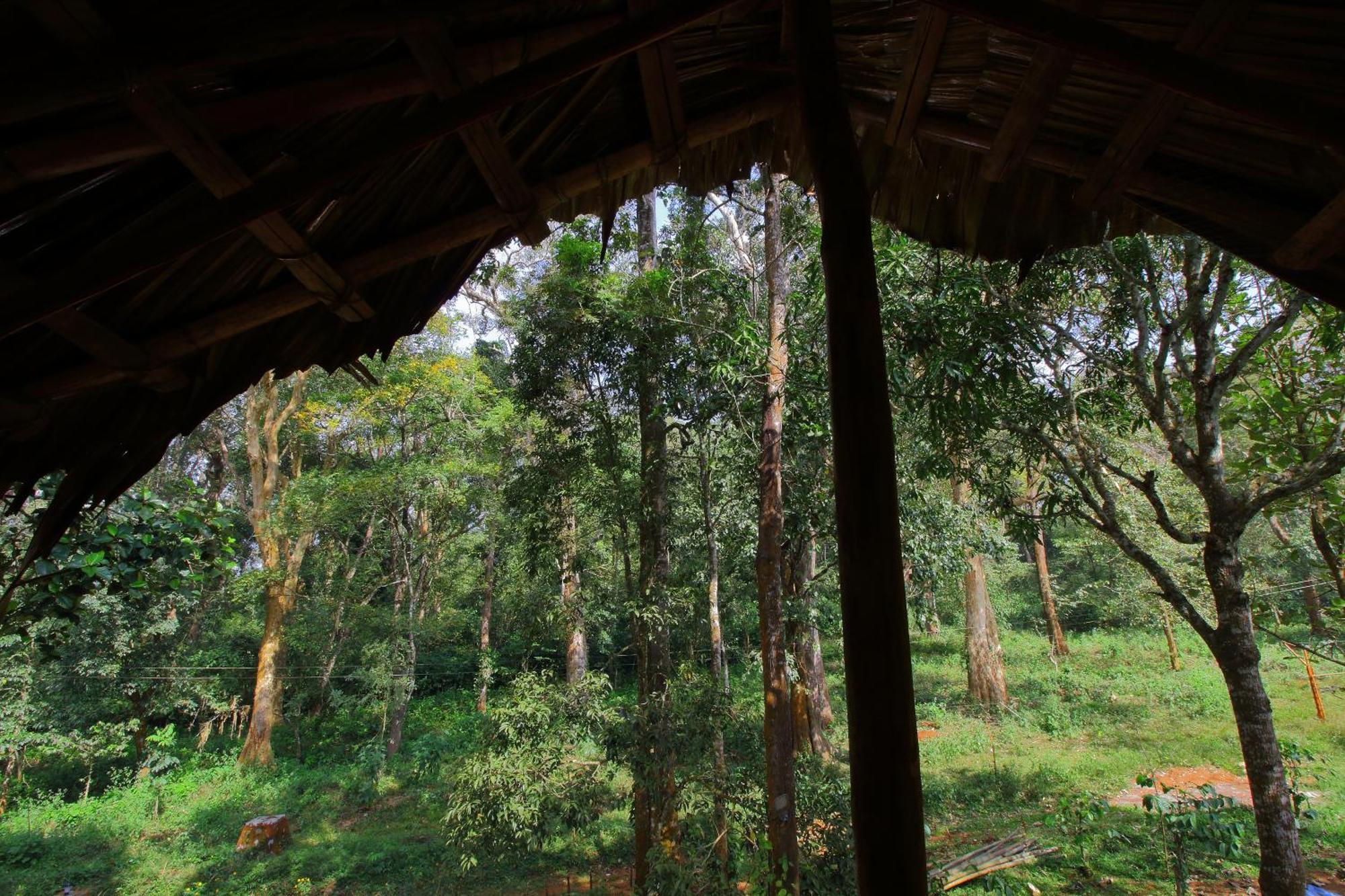 Tall Trees - Modern Forest Villa In Wayanad Салтэн-Батери Экстерьер фото